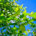 Kratom: Nature’s Remedy for Pain and Anxiety