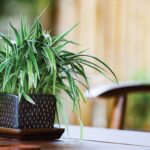 Breathe Easy: Discover the Best Indoor Plants That Won’t Harm Your Furry Friends