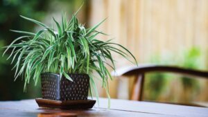 Breathe Easy: Discover the Best Indoor Plants That Won’t Harm Your Furry Friends